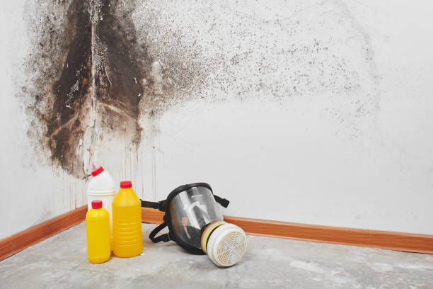 Best Crawl Space Mold Removal  in Boyceville, WI