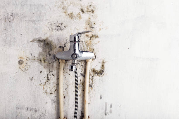 Best Commercial Mold Removal  in Boyceville, WI