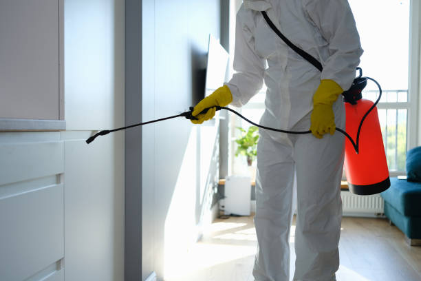 Best Attic Mold Removal  in Boyceville, WI