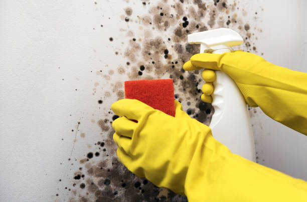 Certified Mold Removal in Boyceville, WI