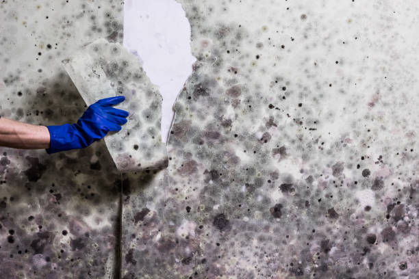 Best Mold Damage Repair  in Boyceville, WI