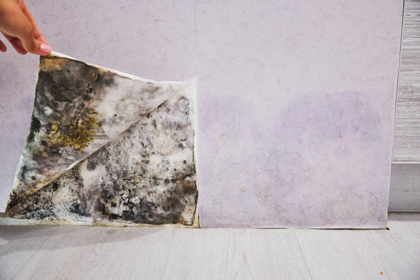 Best Certified Mold Removal  in Boyceville, WI
